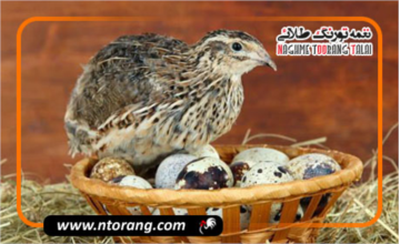 نقش مکمل‌های غذایی در پرورش بلدرچین (تخمگذار و گوشتی) و بهبود کیفیت تخم